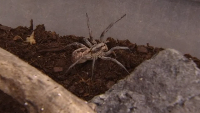 Police: Man crashed car after seeing spider in his lap