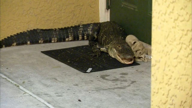 'Burglar' at door turns out to be alligator