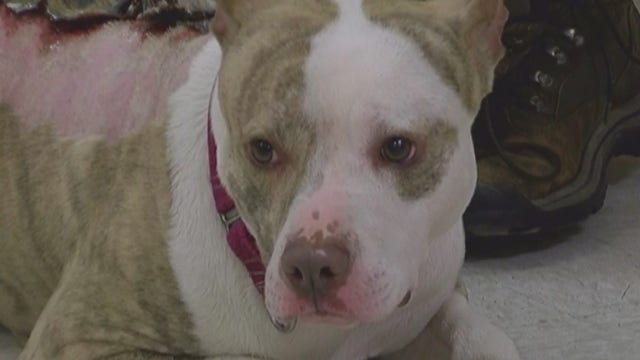 Dog found severely burned, donor offers reward