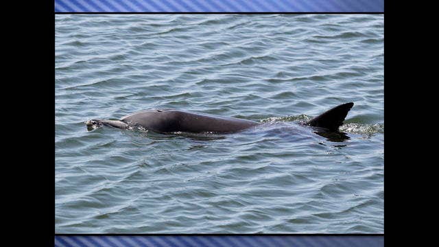 Dolphin 'manhandled' to death by beachgoers taking selfies