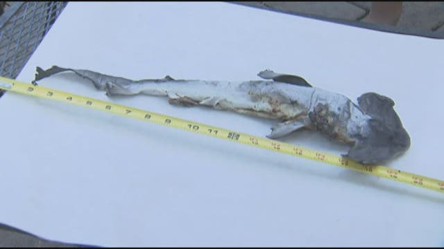 Vacationing family finds shark out of water - for second time