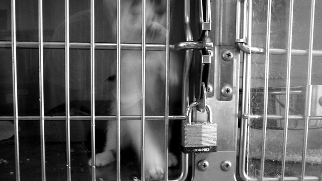 Denton animal shelter worker accused of killing kitten on last day of work