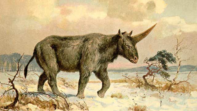 ‘Siberian Unicorn' existed the same time as humans, scientists say