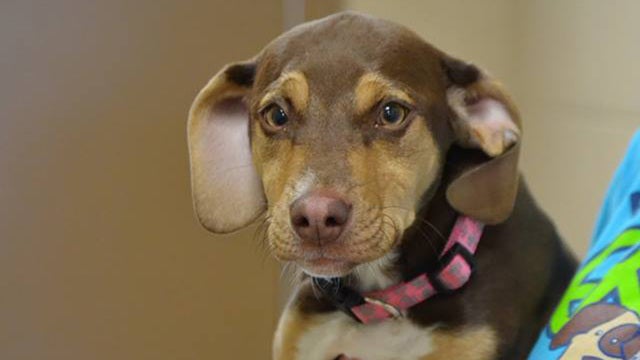 Former shelter dog helps save young girl left naked and alone