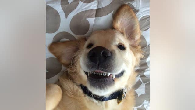Golden Retriever puppy 'Wesley' is all smiles with his braces