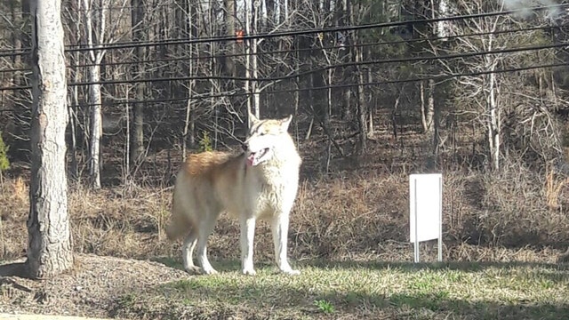 Is it a wolf, or a dog? Mystery animal causes concern in Prince George's County