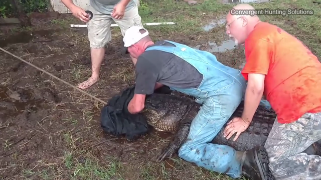 East Texas cowboys rope alligator threatening livestock