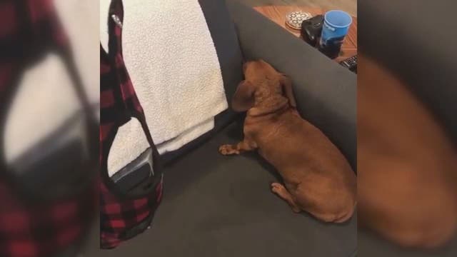 Dog refuses to get ready for a walk, cutest thing ever