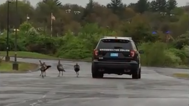 Aggressive turkeys a problem in Massachusetts