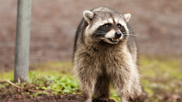 'Zombie' raccoons are terrifying people in broad daylight with odd behavior