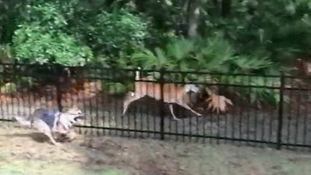 ADORABLE: Deer and dog play tag along fence in Lakewood Ranch