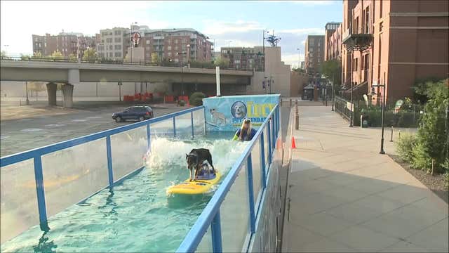 Dogs surf to raise awareness about pet euthanasia