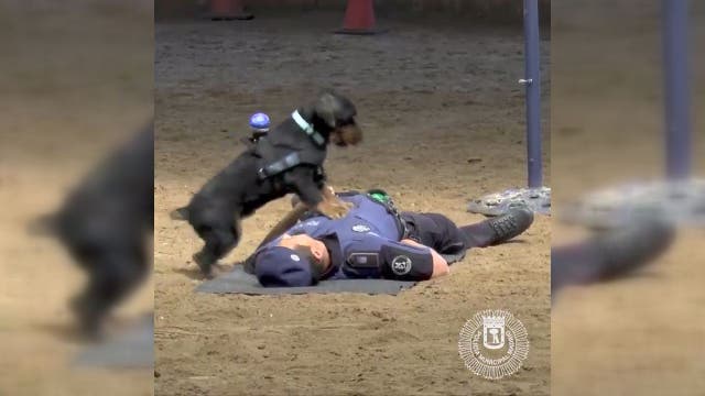 VIDEO: Amazing police dog performs CPR on officer