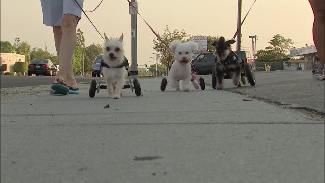 Disabled dogs trained to work as therapy dogs at Torrance rescue shelter