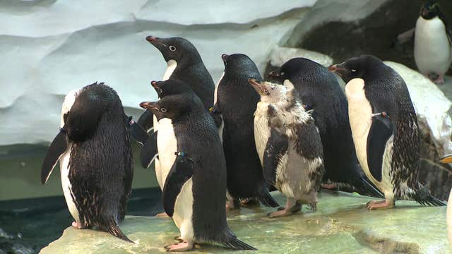 Special wetsuit keeps penguin without feathers warm