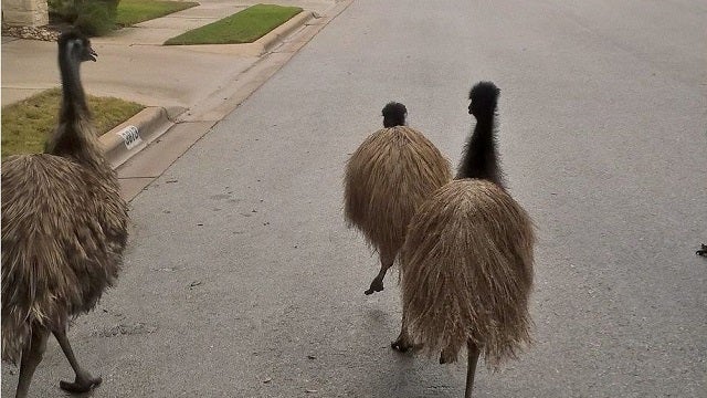 VIDEO: Round Rock Officials Try to Round Up Evasive Emus