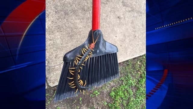 Giant centipede spotted at Texas state park