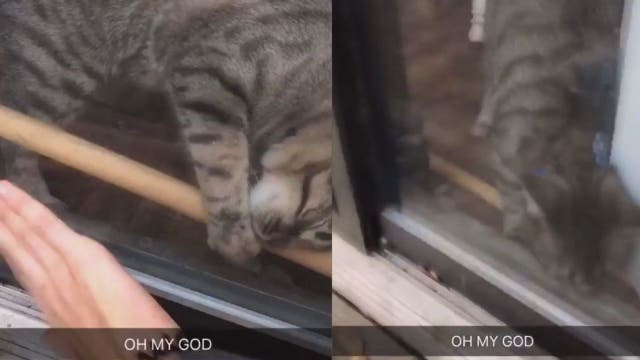 Clever kitty unlocks door for owner