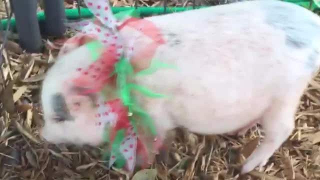 Batman the Piggy taken in by shelter after being abandoned at groomer