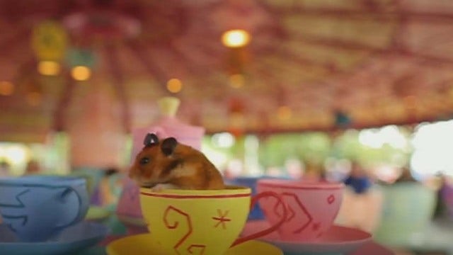 Hamster visits Disney World in viral video