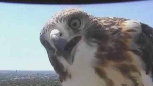 Hawk checks out TV station's weather camera