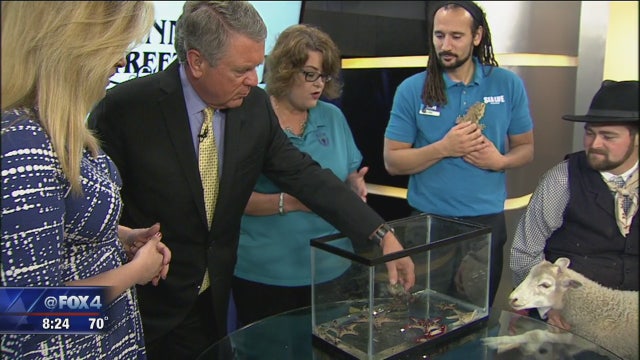 Grapevine Main Street Fest is this weekend