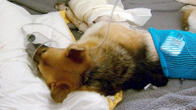 Family dog takes rattlesnake bite for 7-year-old