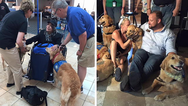 ‘Comfort dogs' help victims cope after Orlando shooting