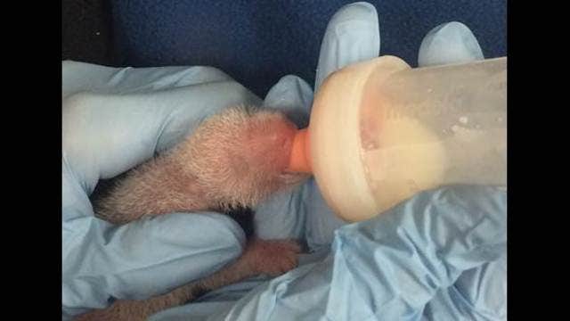 National Zoo says smaller of twin panda cubs has died