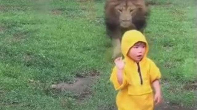 WATCH: Lion charges at boy at zoo, slams into glass enclosure