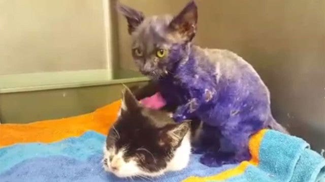 'Smurf' kitten used as chew toy makes friends with blind cat