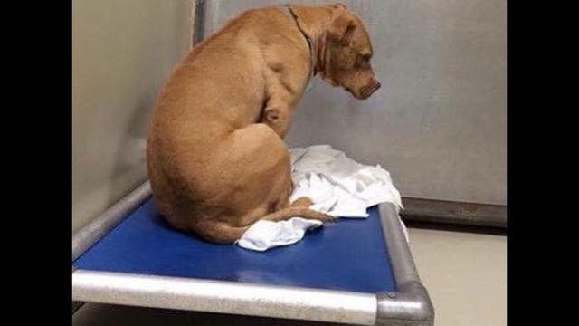 'Depressed' dog stares at wall after he's returned to kennel
