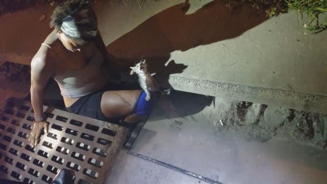 Tampa woman climbs in storm drain to rescue kitten