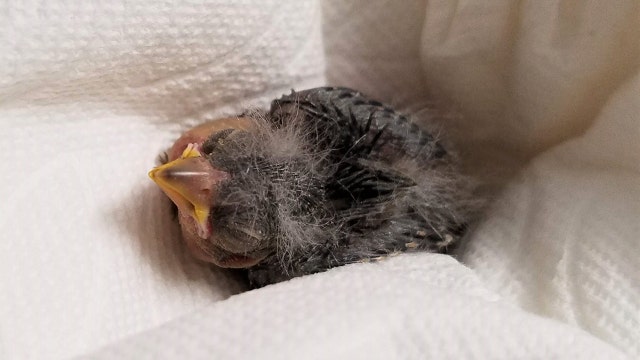 Man who had ‘a few too many' calls Uber to take abandoned baby bird to rescue facility