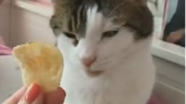 Cat gags after one whiff of salt and vinegar chips