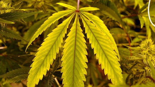 Support rises in all age groups for legalizing marijuana, poll finds