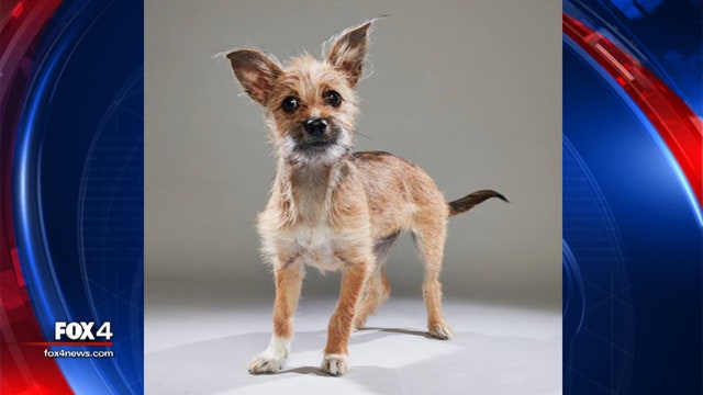 Shelter dog to represent Dallas in Animal Planet's Puppy Bowl