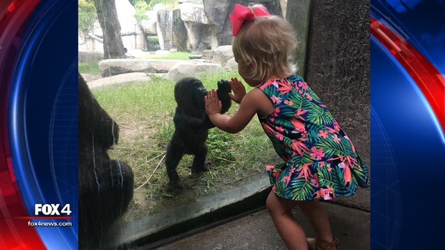 Baby gorilla, little girl share cute moment at Fort Worth Zoo