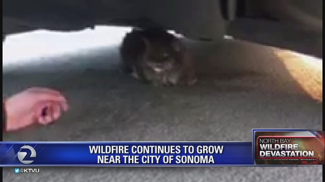 Santa Rosa man loses nearly everything in fire. Except for his cat