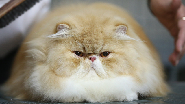 Meow hear this: Study says cats react to sound of their name