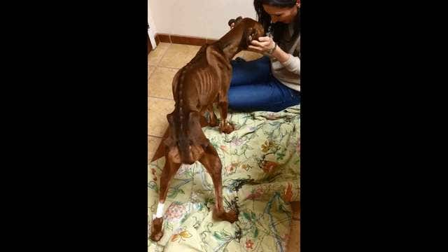 Emaciated dog is being nursed back to health
