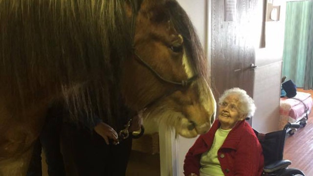 ADORABLE: Clydesdale visits elderly residents