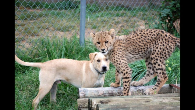 Cheetah cub and puppy develop unlikely friendship at Va. zoo