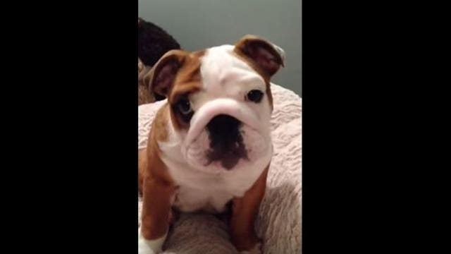 WATCH: Bulldog puppy reacts to his new bed
