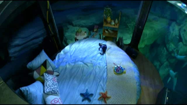 Spend the night underwater with 35 sharks