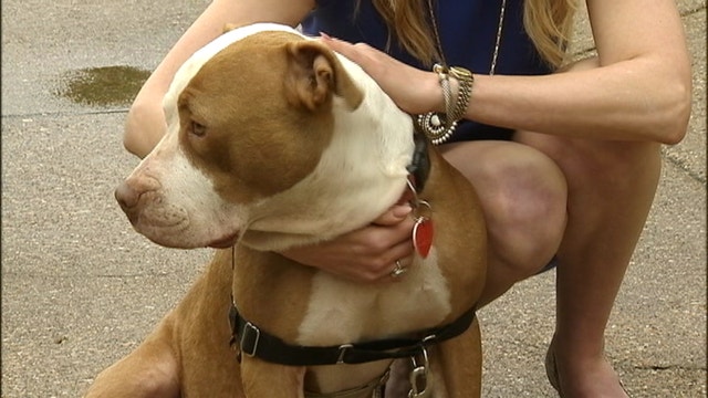 What's been done so far to overhaul Dallas Animal Services