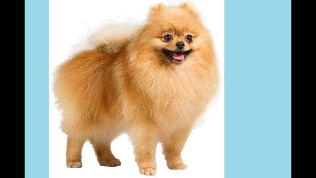 Dead Pomeranian found with note: 'We beat it 2 death lol'