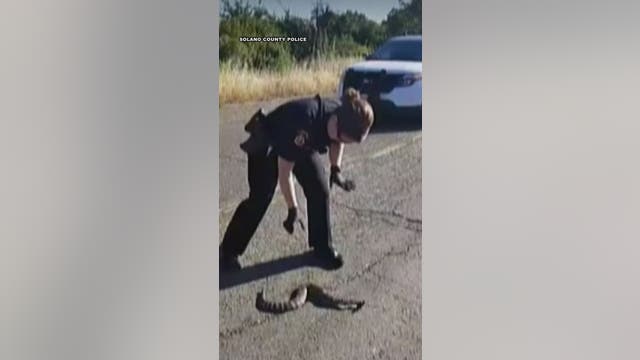WATCH: Officer hilariously confronts fear of snakes