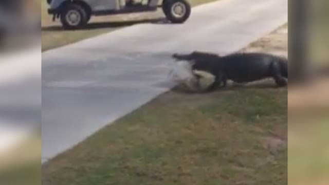 Gator catches huge fish at Trinity golf course