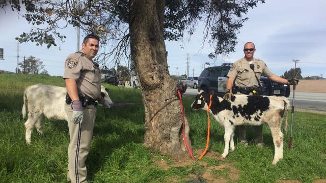 Holy cow! California police find 2 calves crammed inside car